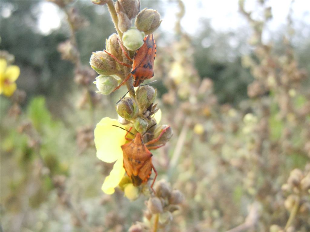 Carpocoris